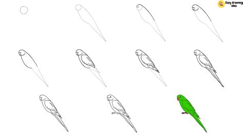 Image result for How Do You Draw a Parrot