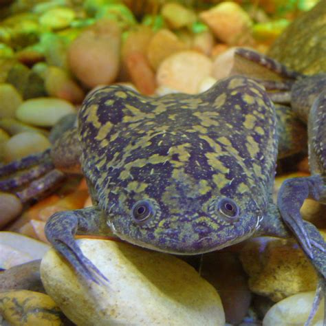 Image result for R Programming Language for Bioinformatics