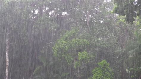 Heavy Rainfall In Rainforest