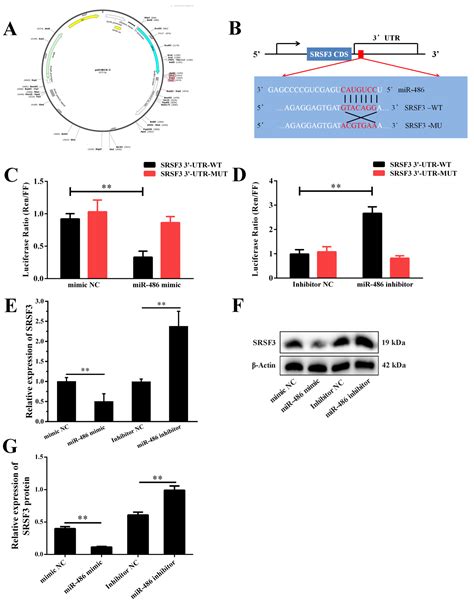 miR-486 Responds to Apoptosis and Autophagy by Repressing SRSF3 ...