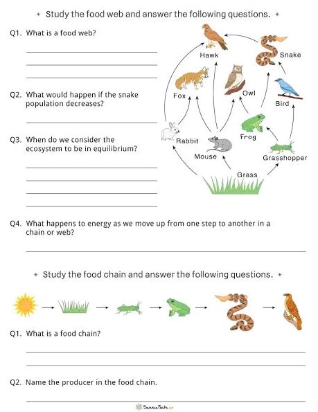 Image result for Food Web Questions