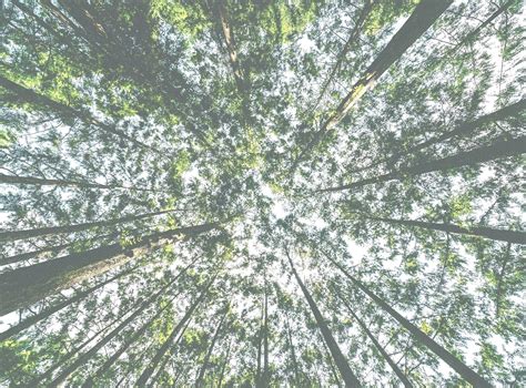 UMass Amherst Supplemental Essays — UPgraded