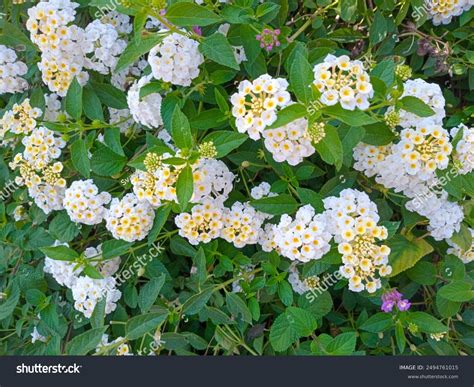 Lantana Montevidensis White Trailing Lantana White Stock Photo ...