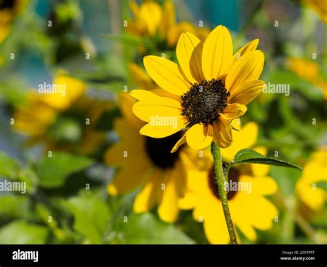 Happy black-eyed Susan, Rudbeckia hirta, faces the sunshine, in a ...