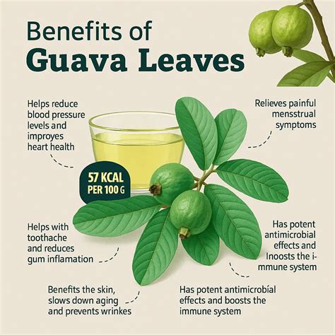 🌿 Amazing Health Benefits of Guava Leaves 🍃💚