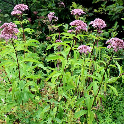 Coastal Joe-Pye weed (Eutrochium dubium) Seeds – Wild Seed Project