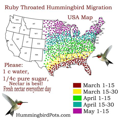 Image result for Hummingbird Return Map