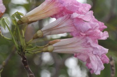 Tabebuia rosea (Bertol.) DC. | Plants of the World Online | Kew Science