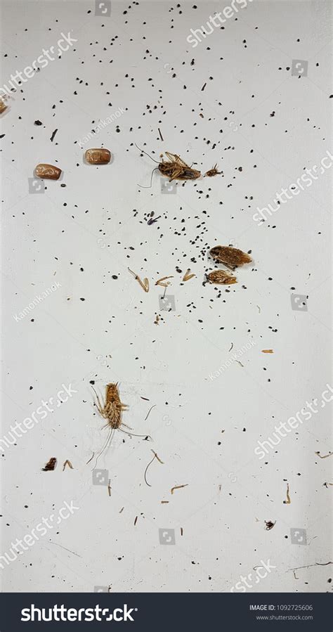 Cockroach Droppings 的图像结果