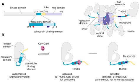 CaMKIIα as a Promising Drug Target for Ischemic Grey Matter