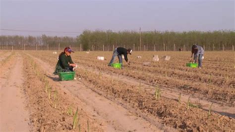 新疆尉犁：肉鸽养殖助农增收-天山网 - 新疆新闻门户
