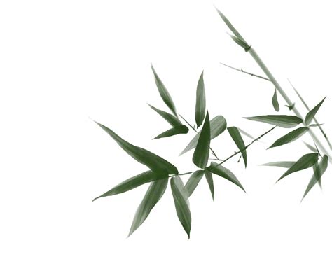 竹子的象征意义,竹子的种类,竹子开花周期,竹子繁殖方法_齐家网