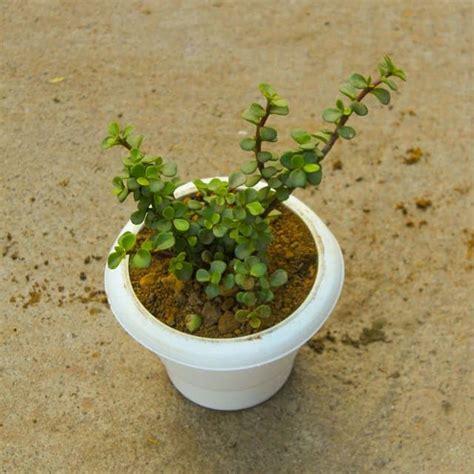 Jade in 6 Inch Good Luck Plant Classy White Plastic Pot : Amazon.in ...