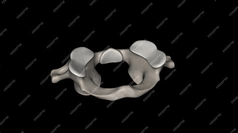 Premium Photo | The atlas plural atlases is the first cervical vertebra ...