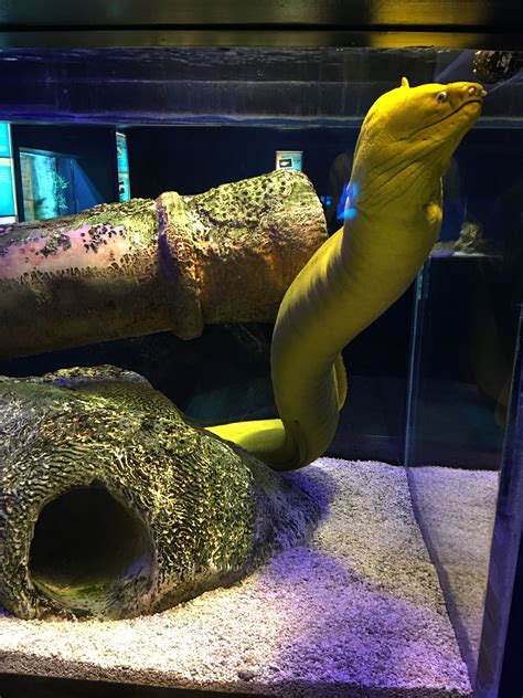 Freshwater Eel