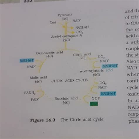 what is tricarboxylic acid cycle? discribe it's different steps ...