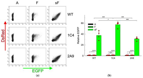 Back-Up Base Excision DNA Repair in Human Cells Deficient in the Major ...