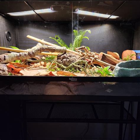 Image result for Bioactive Ball Python Tank