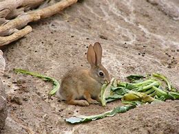 Image result for Wild Baby Jack Rabbits