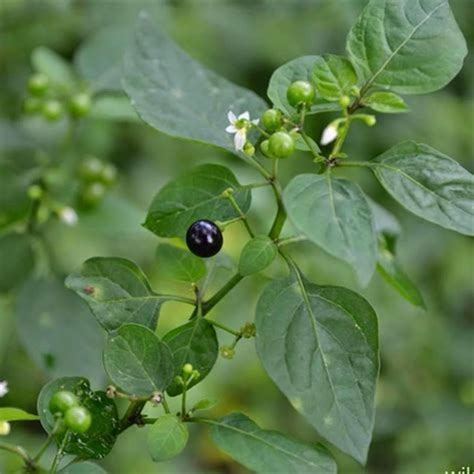 Manthankalikai Podi Powder | Black Night Shade Powder