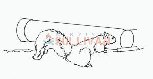 Image result for PVC Squirrel Trap