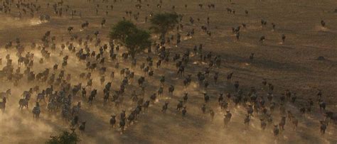 The Great Migration Safari | Experience Migration Safari | Wildebeest ...
