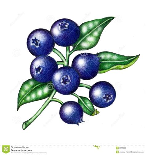 Blueberries Drawing at Sophie Trundle blog