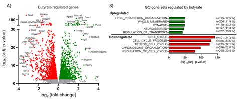 Butyrate Protects Pancreatic Beta Cells from Cytokine-Induced Dysfunction