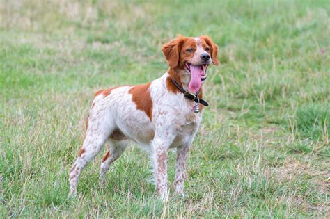 Spotted Dog Breeds: 59 Dogs With Spots (With Pictures)