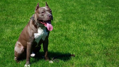 American Pit Bull Terrier Facts: Lifespan, Care, Size & More (2025 Update)
