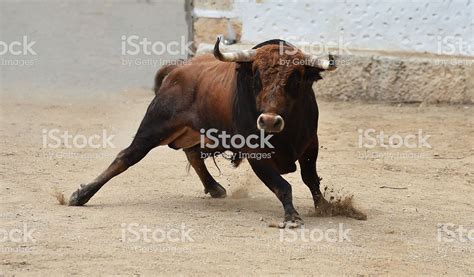 spanish bull in bullring | All animals images, Bull, Animals images