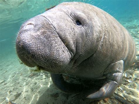 MANATEE ADVENTURES (2026) All You Need to Know BEFORE You Go (with ...