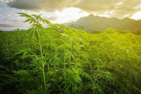 Where Cannabis Grows Wild