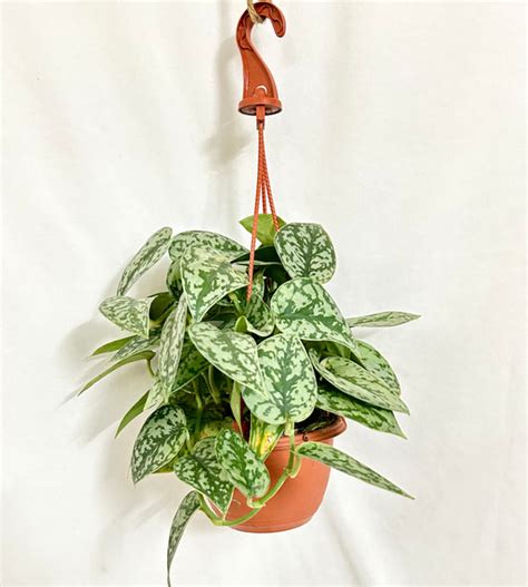 Money Plant (Pothos/ Scindapsus) – Dream Green
