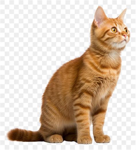 Image result for Cat Delete O2 Sensor
