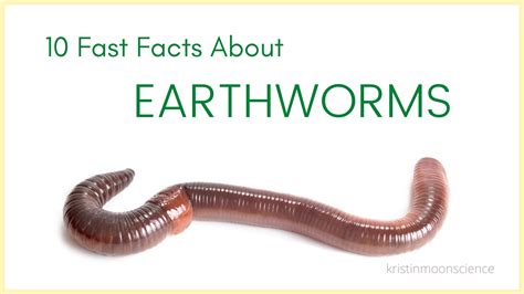 Earthworm Hatchlings