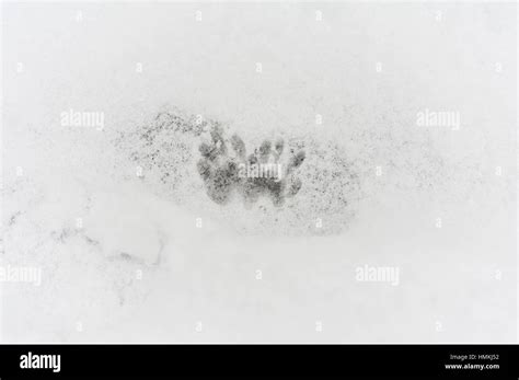 Raccoon tracks in a boot footprint the snow Stock Photo - Alamy
