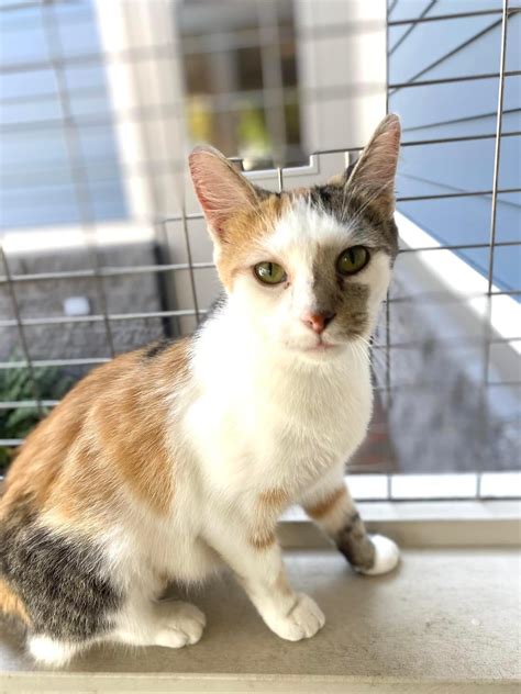 Cat Cafe | Kokomo Humane Society