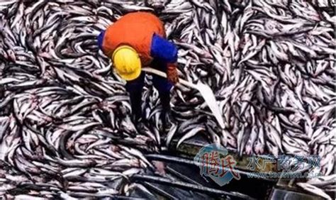 全球捕鱼量逼近极限值，涸泽而渔终将“无鱼可捕”-综合新闻- 水产门户网 - 具影响力的水产网站