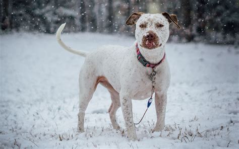 Download wallpaper 2560x1600 pit bull terrier, dog, snow, collar ...