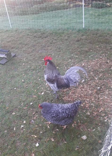Blue Andalusian Chickens