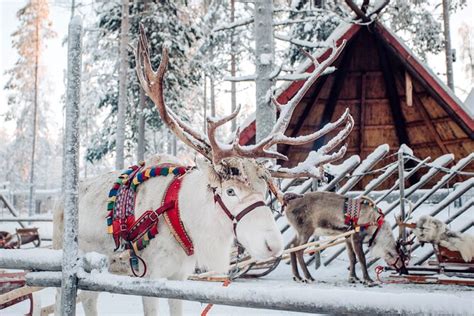 2025 Reindeer & Husky Ride with Santa Claus Village (Rovaniemi) - with ...
