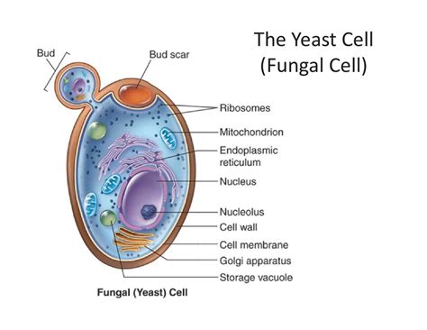 Fungi Cell Structure 的图像结果