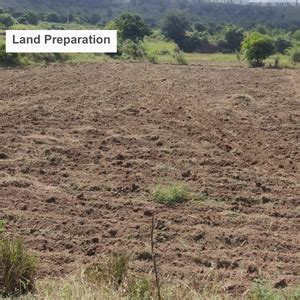 Agroforestry for a Sustainable Tomorrow: Bajaj Allianz General ...