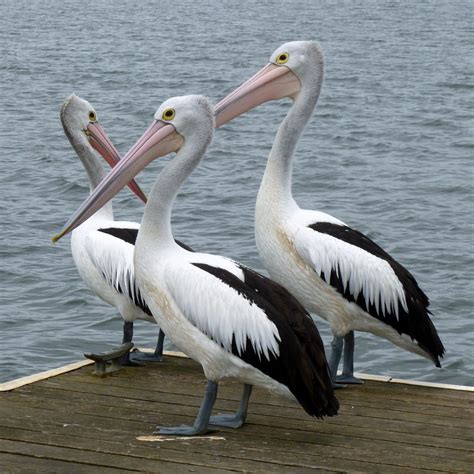 American White Pelican