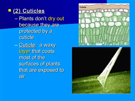 Introduction to plants | PPT