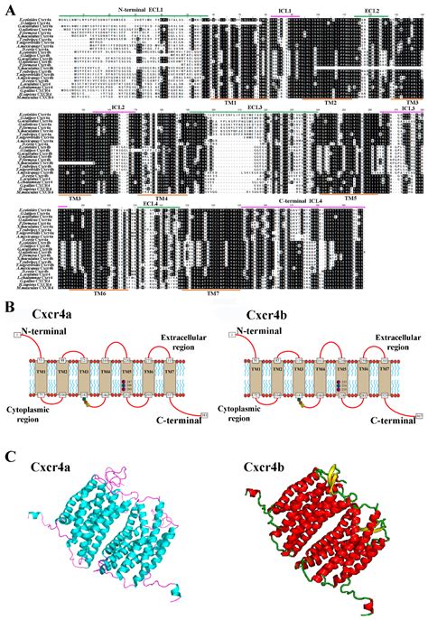 Divergent Expression Patterns and Function of Two cxcr4 Paralogs in ...