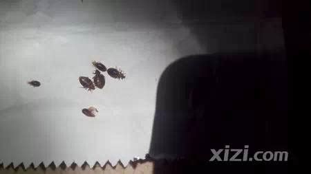 夏天家里床上经常出现一毫米的黑色小虫子，是什么虫(有图片)？ - 知乎
