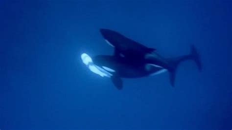 Killer Whales Eating Great White Sharks