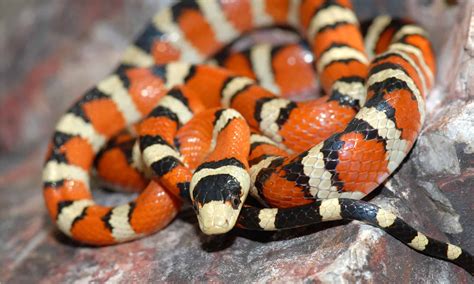 Baby King Snake: 7 Pictures and 7 Incredible Facts - A-Z Animals